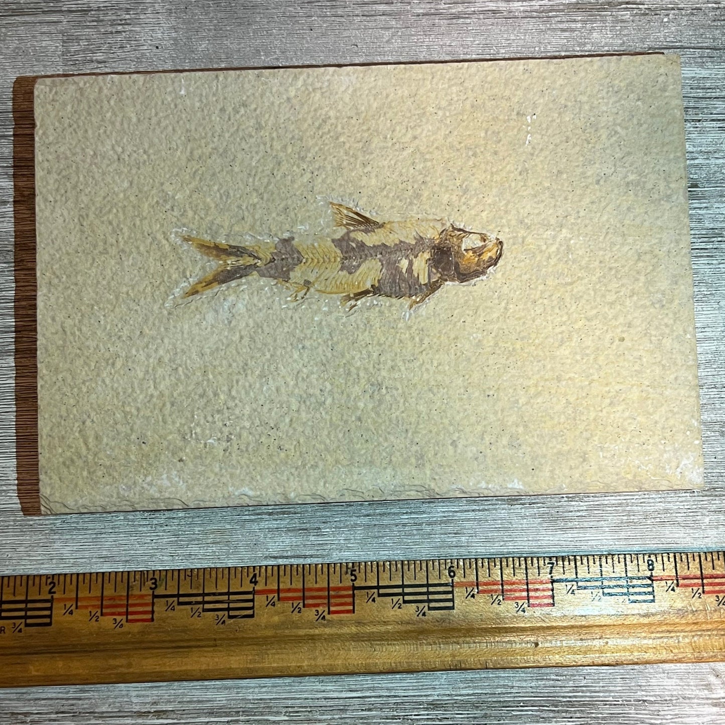 Knightia eocaena fossil #7-008