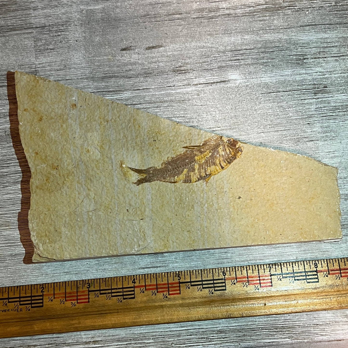 Knightia eocaena fossil #7-010