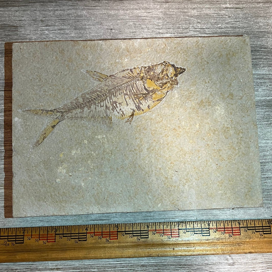 Diplomystus denatus fossil #7-011
