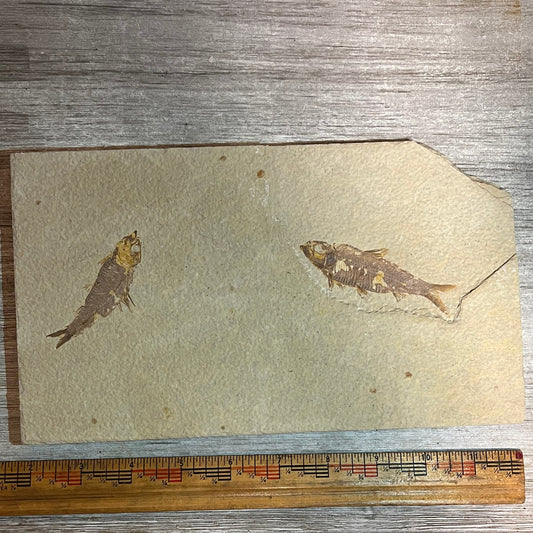 Double Knightia fossil plate #7-013