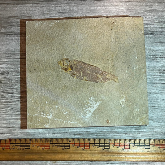 Partial Knightia fossil #7-014