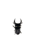 Japanese Stag Beetle Enamel Pin (Dorcus hopei binodulosus), Default Title at Stemcell Science Shop