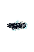 Coelacanth Enamel Pin (Coelacanthiformes), Default Title at Stemcell Science Shop