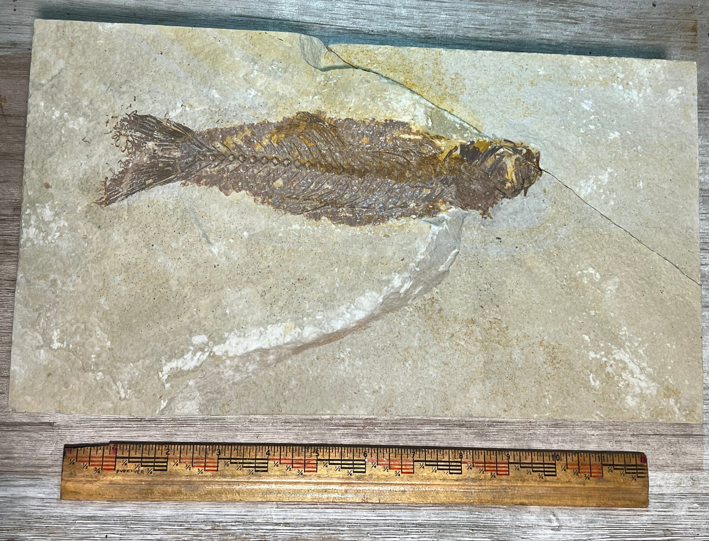 Mioplosus labracoides fossil #8-001