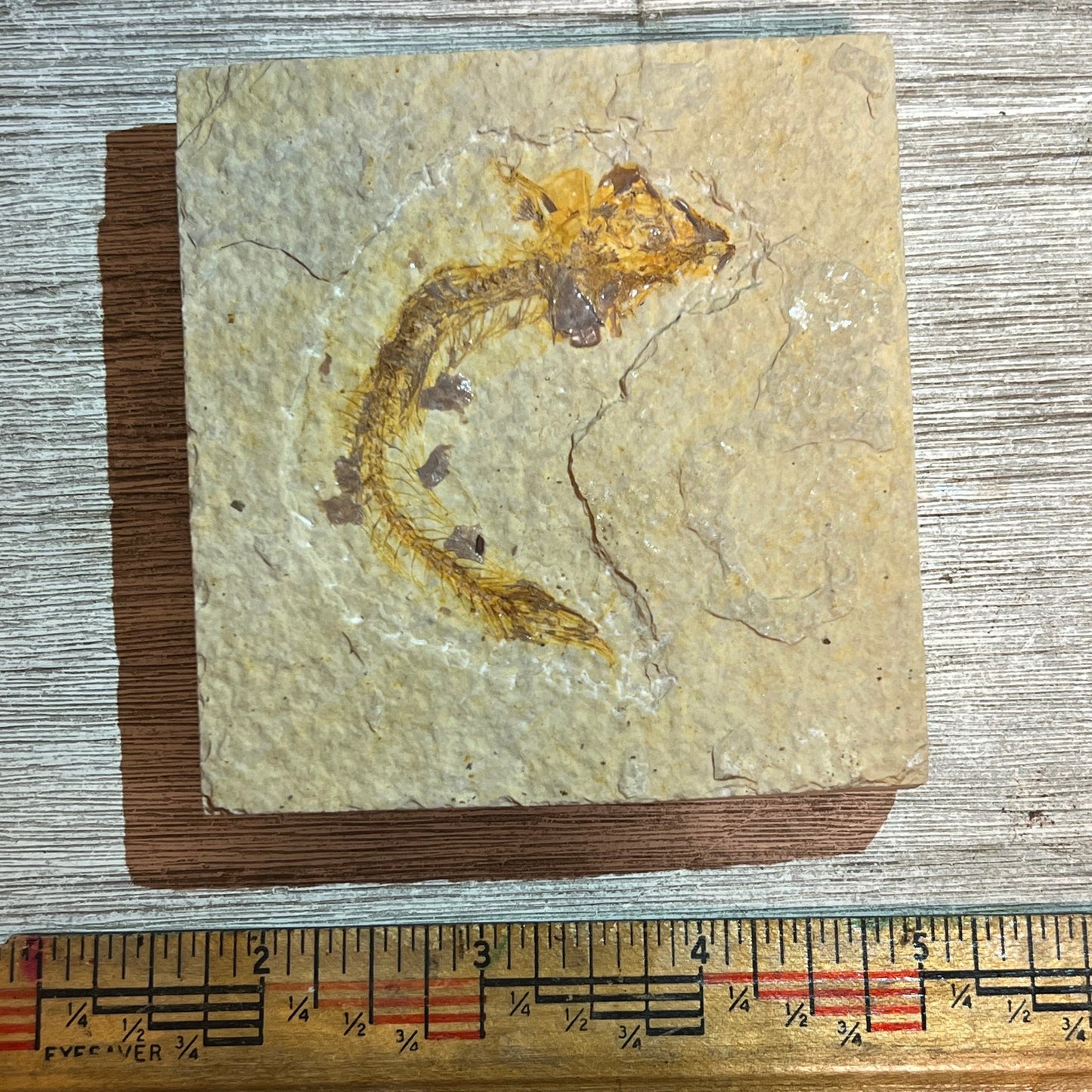 fish fossil #8-002
