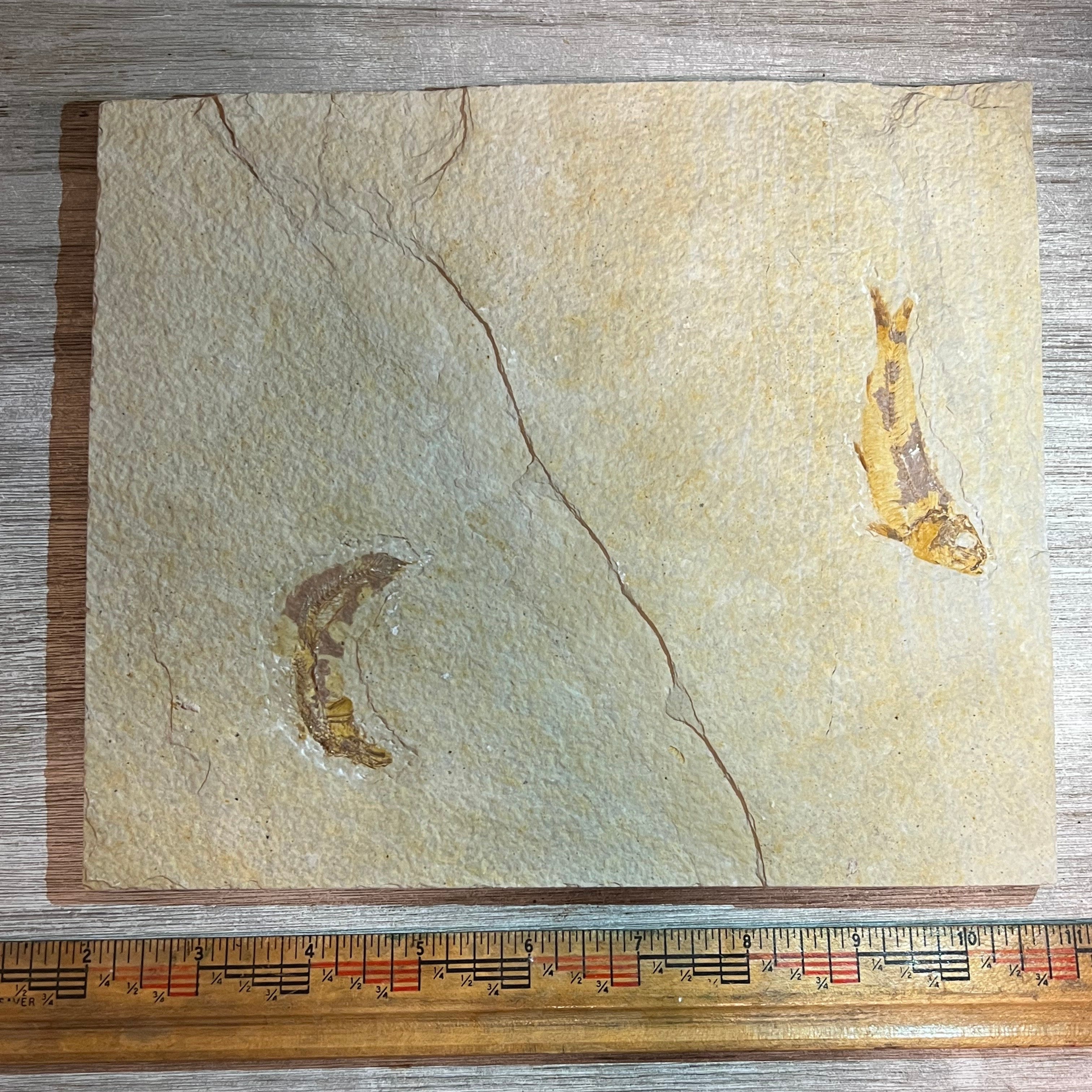 Knightia double fossil #8-003