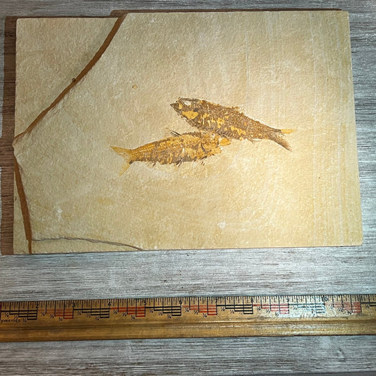 Knightia double fossil #8-005