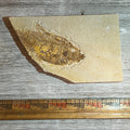 Diplomystus denatus fossil #8-007, Default Title at Stemcell Science Shop