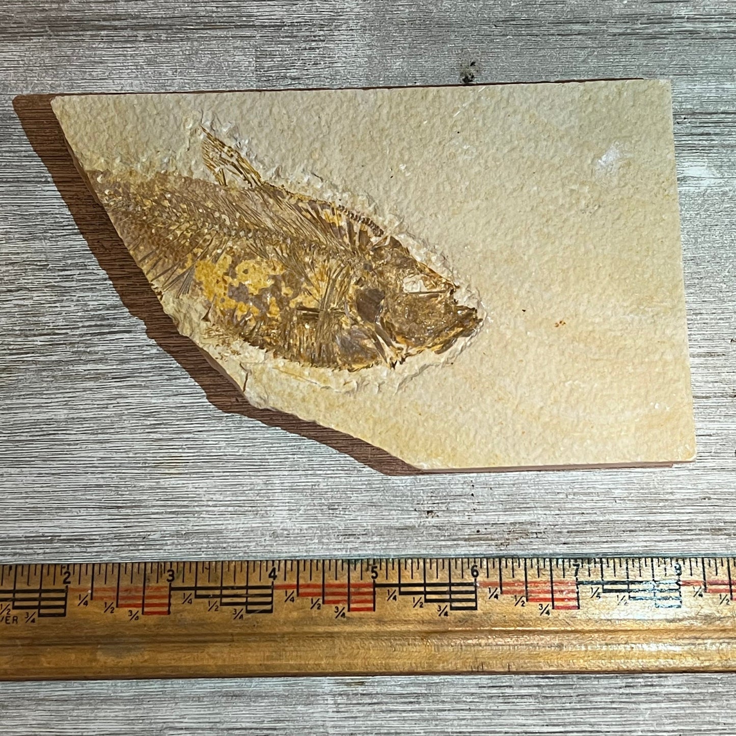 Diplomystus denatus fossil #8-007
