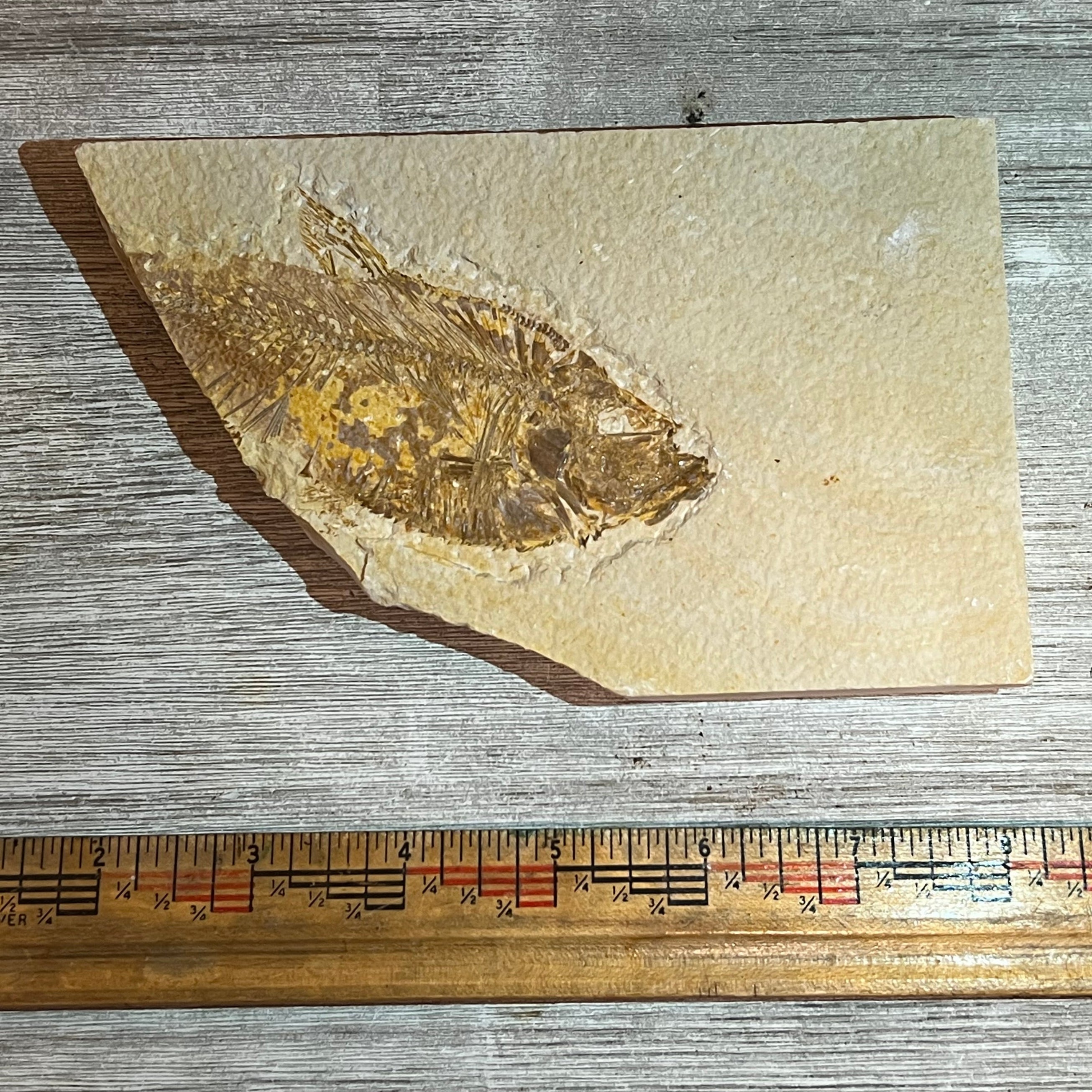 Diplomystus denatus fossil #8-007, Default Title at Stemcell Science Shop