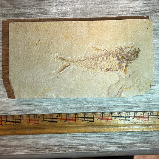 Double sided Diplomystus denatus fossil #8-008