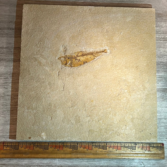 Knightia eocaena fossil #8-011