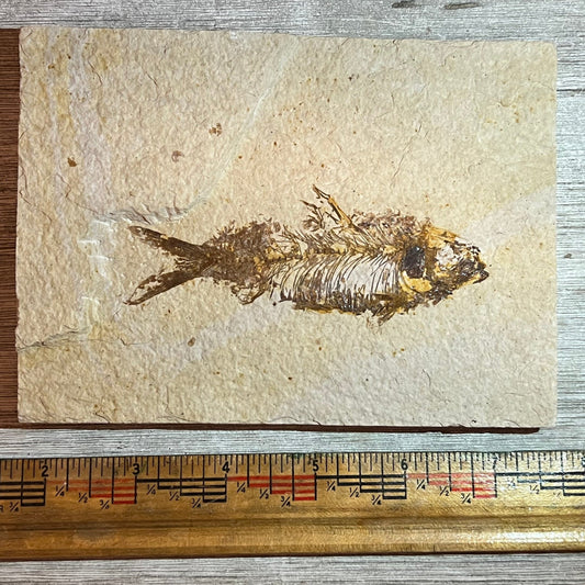 Knightia fossil #8-013