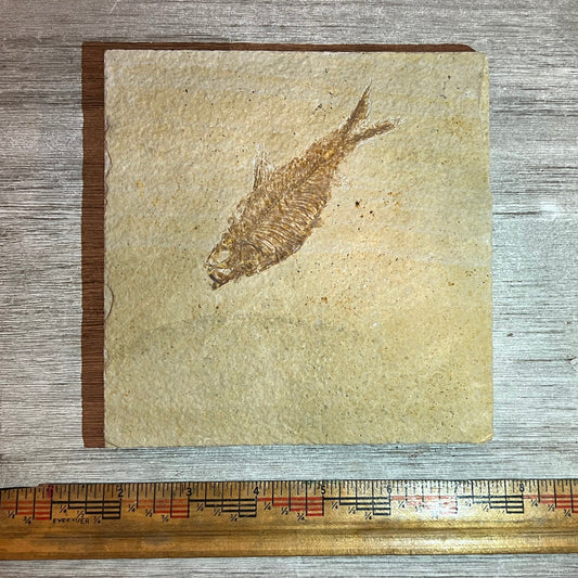 Knightia fossil #8-014