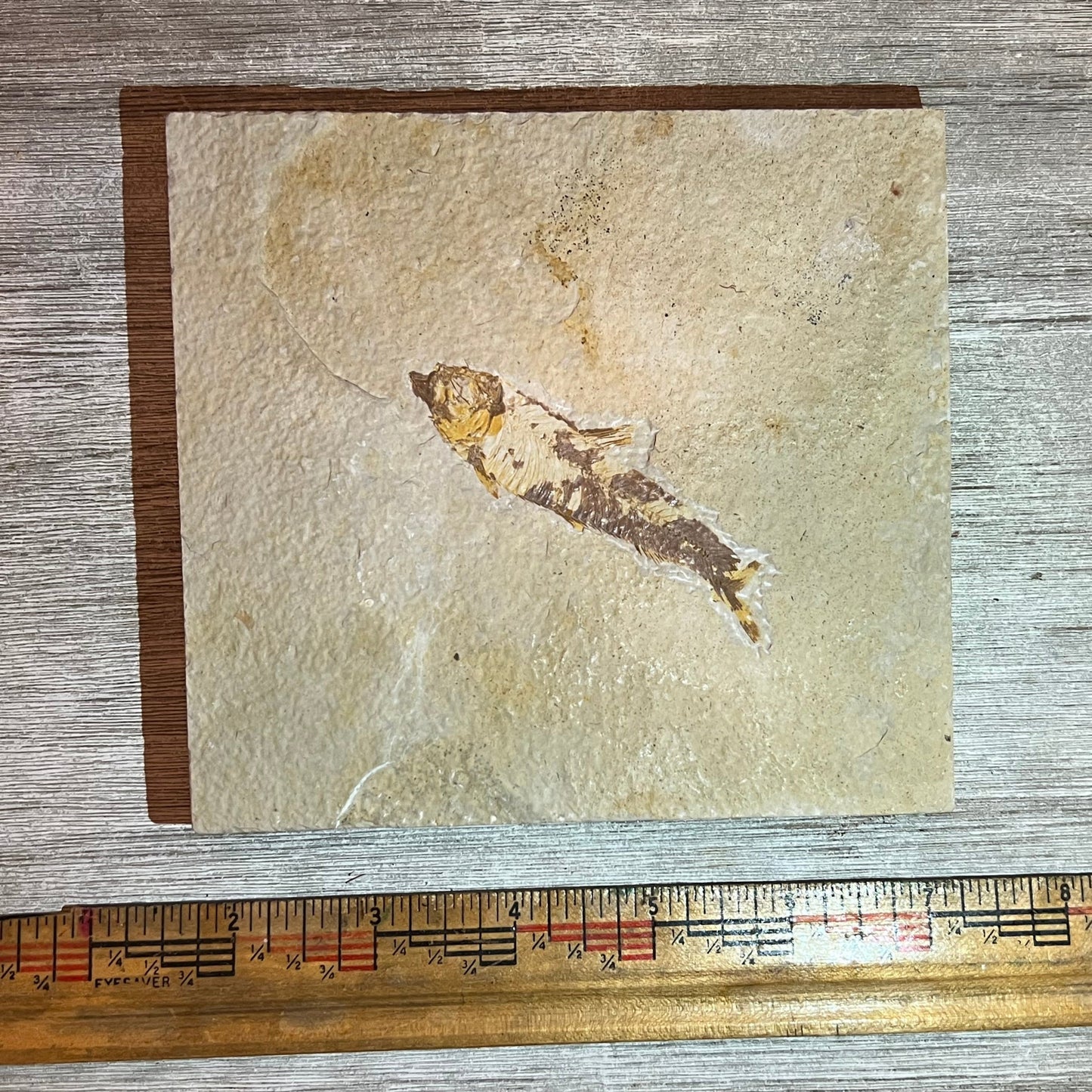 Knightia eocaena fossil #8-015