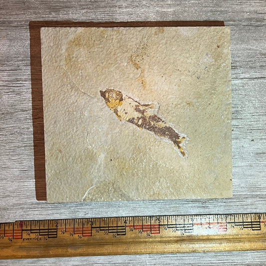 Knightia eocaena fossil #8-015