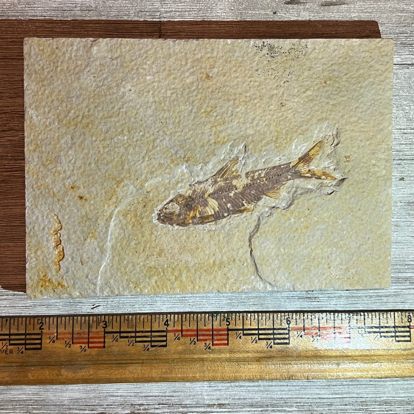 Knightia eocaena fossil #8-016