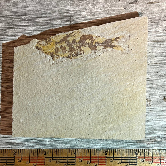 Knightia eocaena fossil #8-017