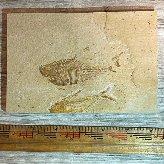 Double Diplomystus denatus fossil #8-018