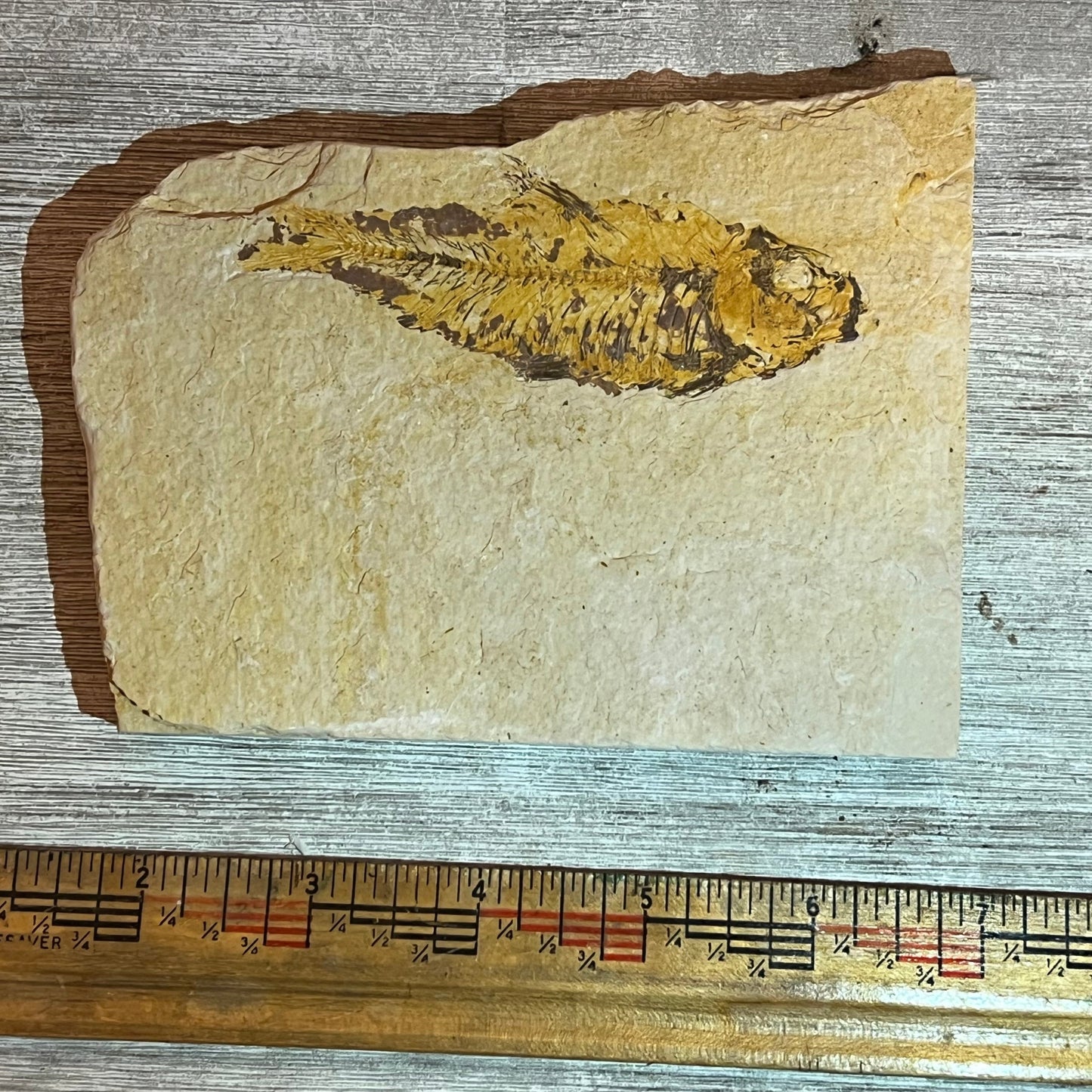 Knightia eocaena fossil #8-020