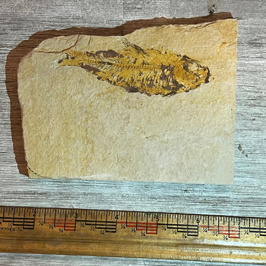 Knightia eocaena fossil #8-020