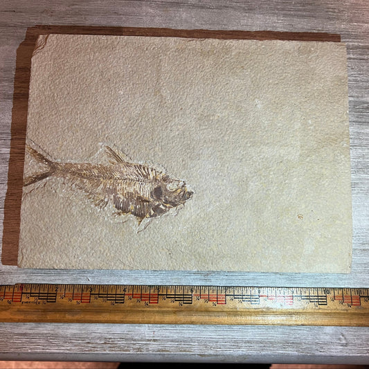 Diplomystus denatus double sided Knightia fossil #8-022