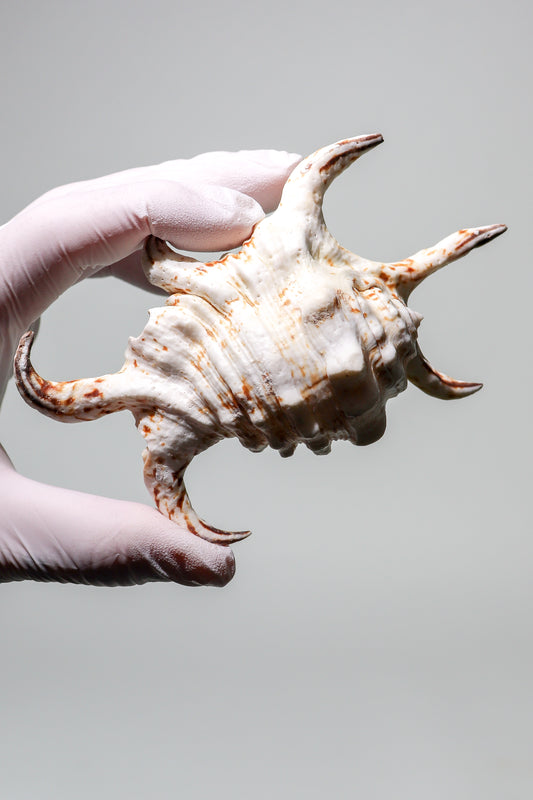 Arthritic Spider Conch