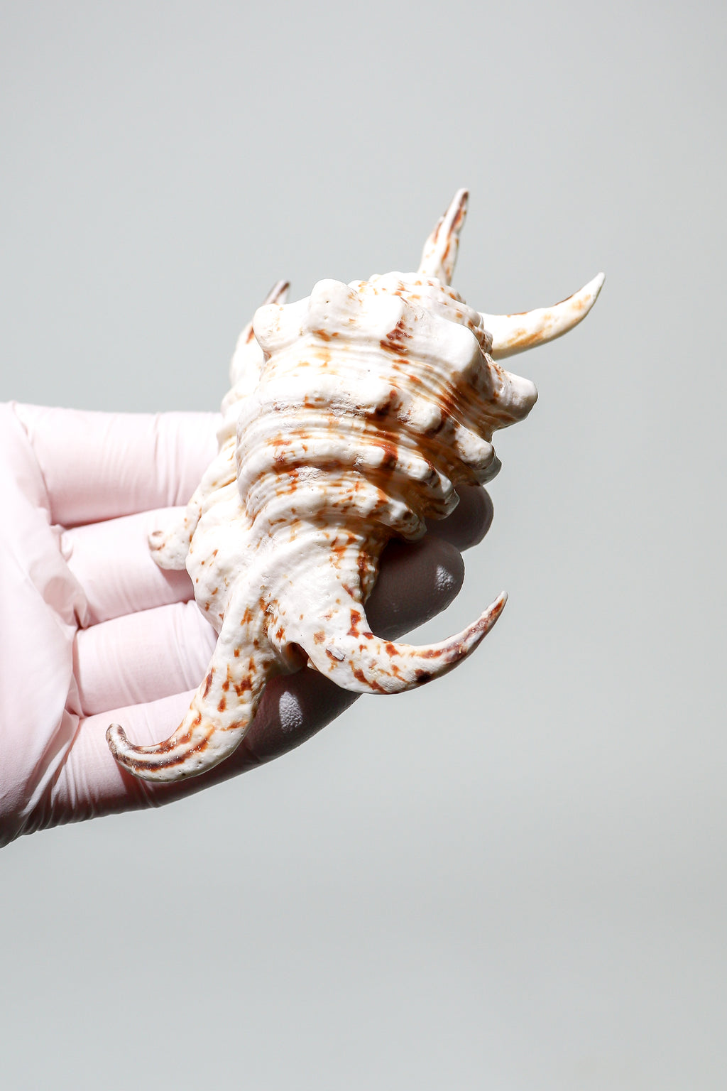 Arthritic Spider Conch, Default Title at Stemcell Science Shop