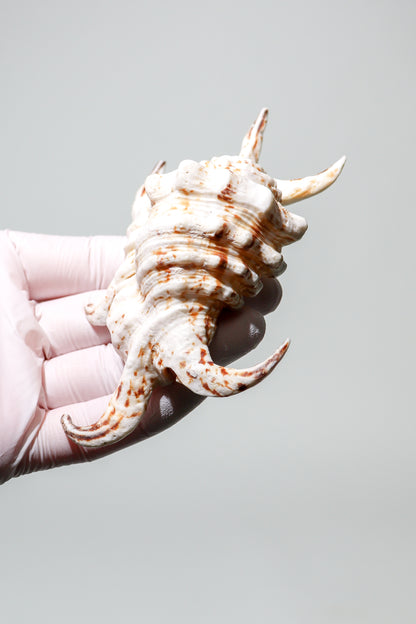 Arthritic Spider Conch