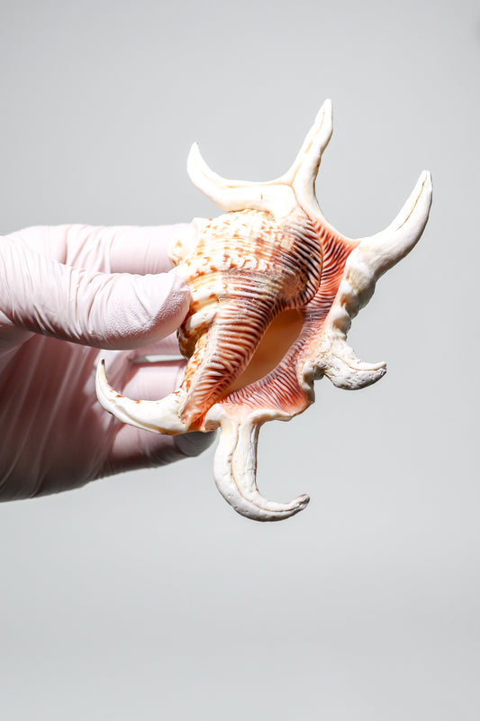 Arthritic Spider Conch