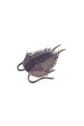 Olenoides Enamel Pin (Olenoides serratus), Default Title at Stemcell Science Shop
