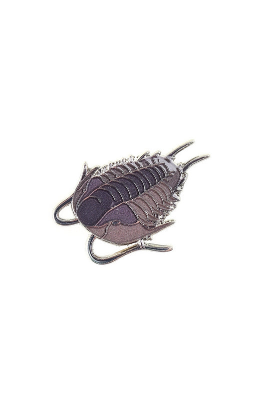 Fossilized trilobite on a white background