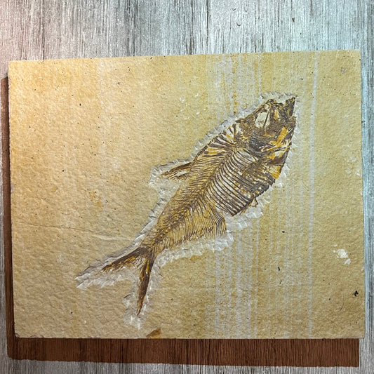 Diplomystus denatus fossil #8-024