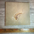 Knightia eocaena fossil #8-026, Default Title at Stemcell Science Shop