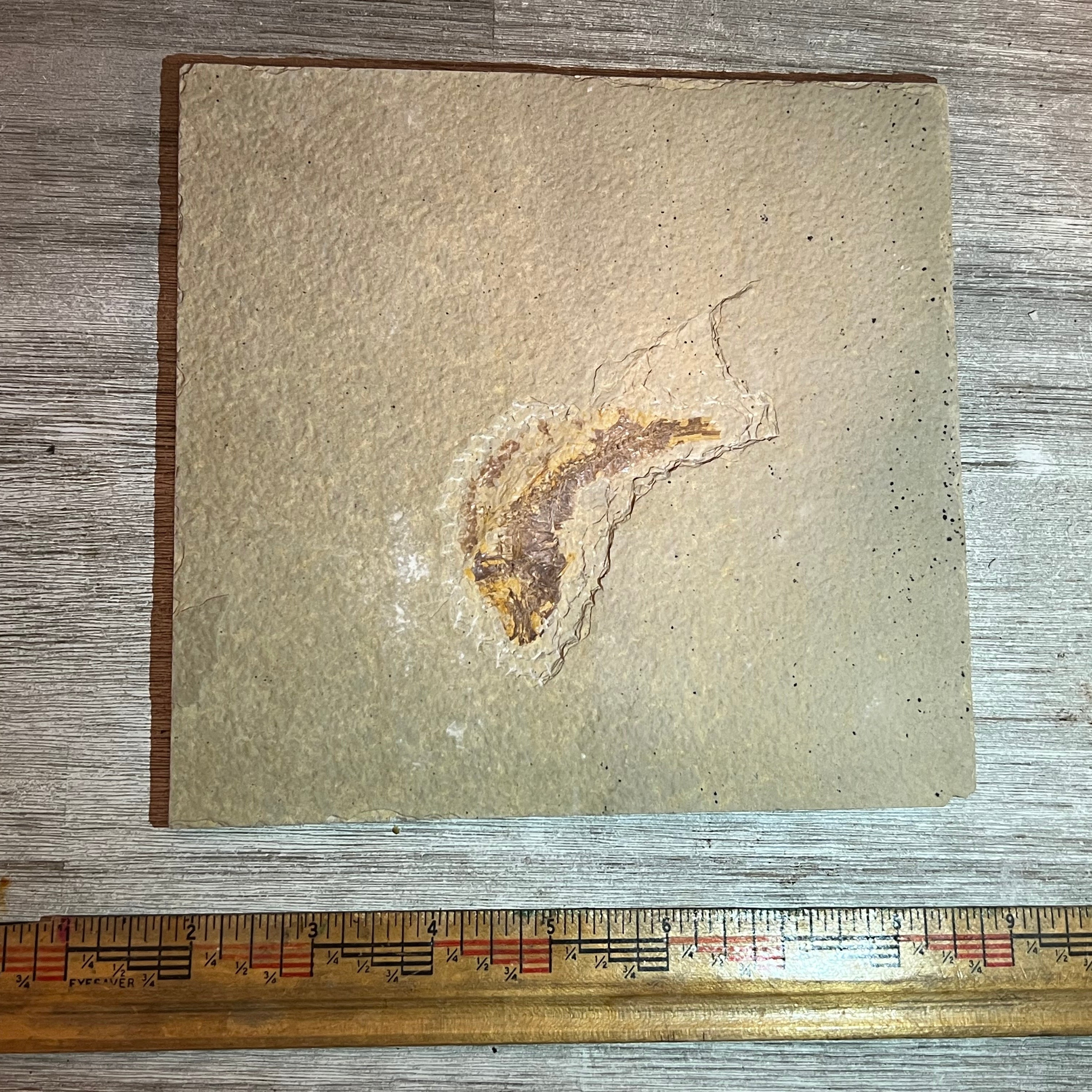 Knightia eocaena fossil #8-026, Default Title at Stemcell Science Shop