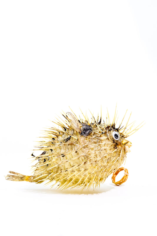 Puffer fish with a ring on a white background