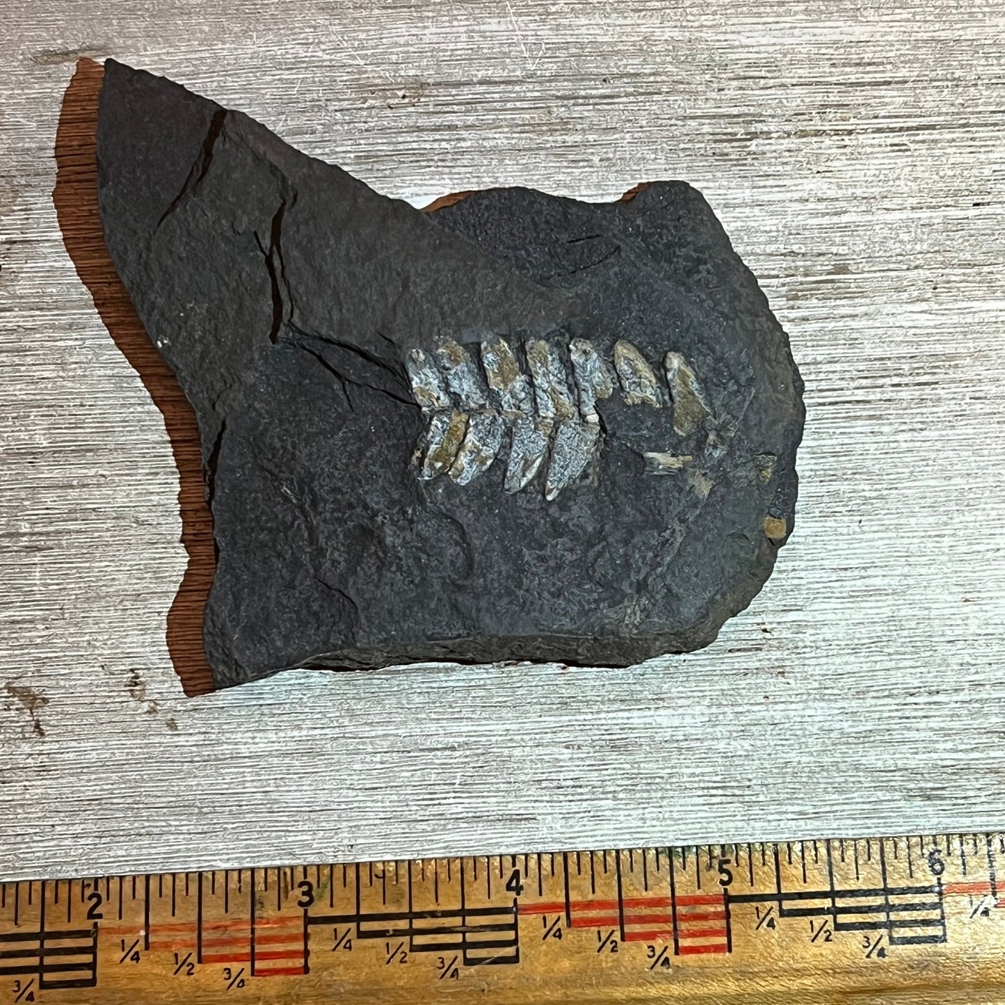 Pennsylvanian Fern fossil #9-001