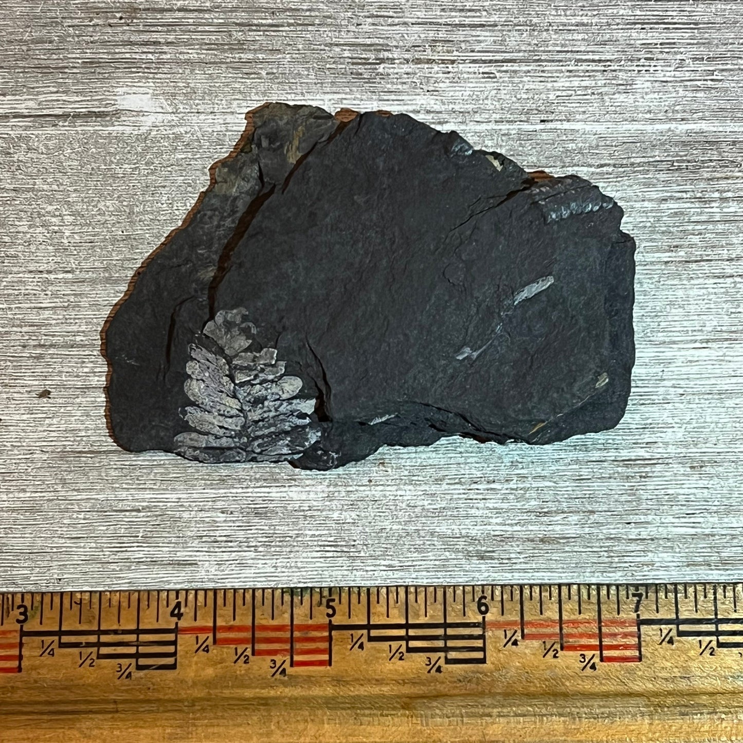 Pennsylvanian Fern fossil #9-002