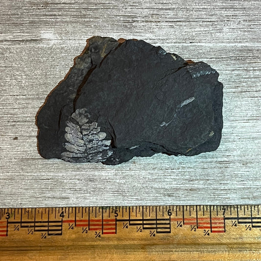 Pennsylvanian Fern fossil #9-002