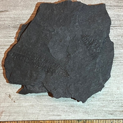 Pennsylvanian Fern fossil #9-003