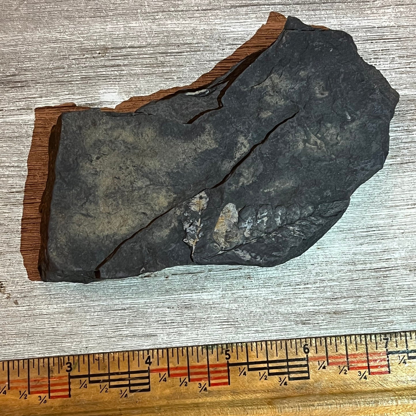 Pennsylvanian Fern fossil #9-004