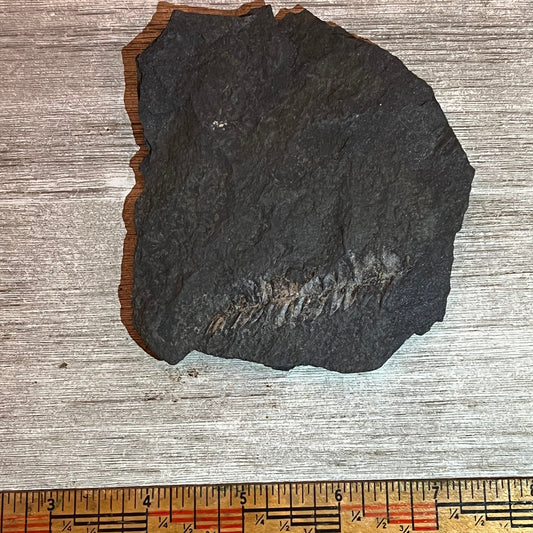 Pennsylvanian Fern fossil #9-005