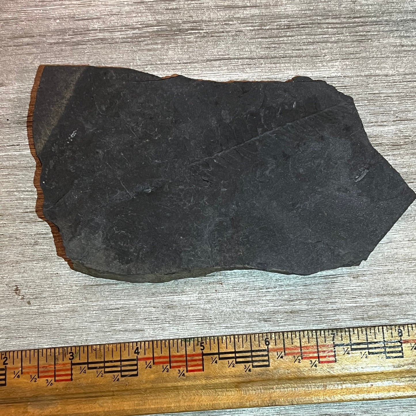 Pennsylvanian Fern fossil #9-007