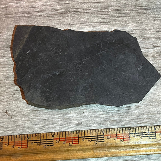 Pennsylvanian Fern fossil #9-007