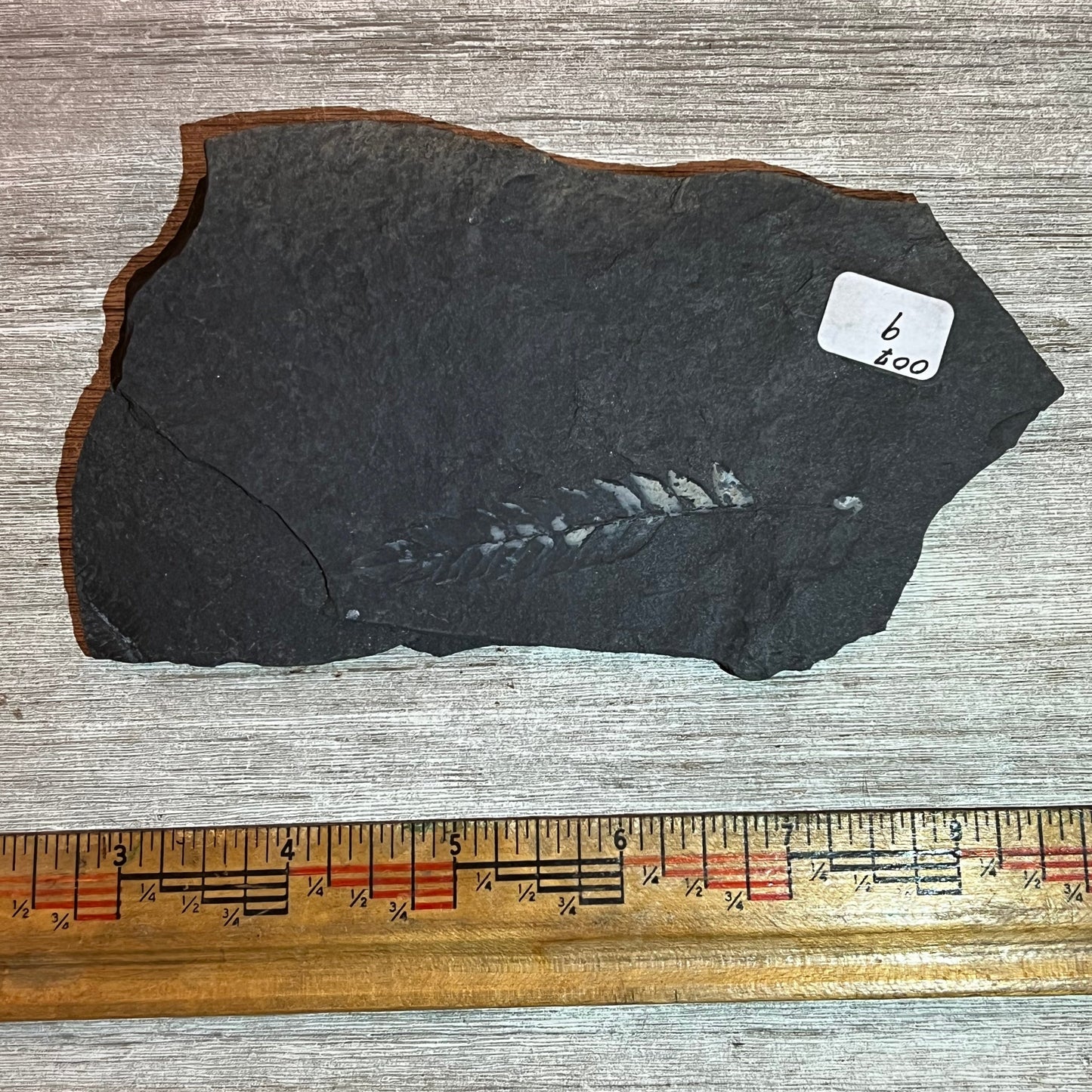 Pennsylvanian Fern fossil #9-007