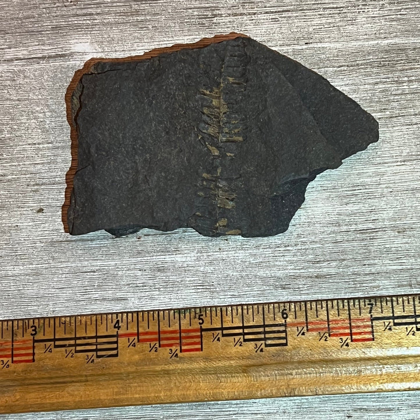 Pennsylvanian Fern fossil #9-008