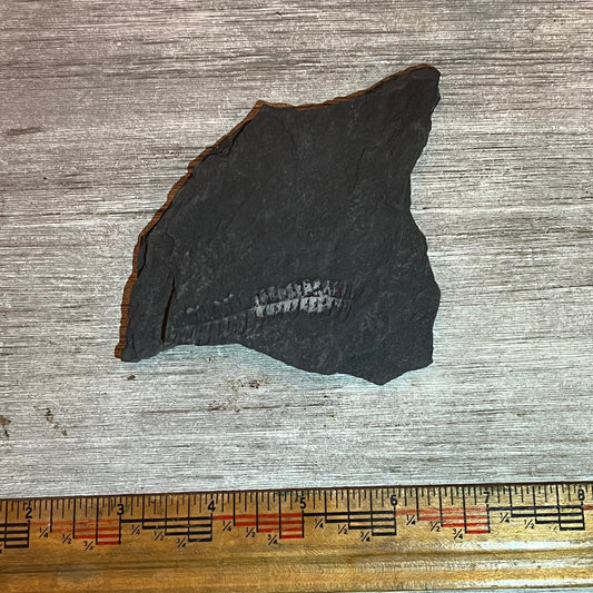 Pennsylvanian Fern fossil #9-009