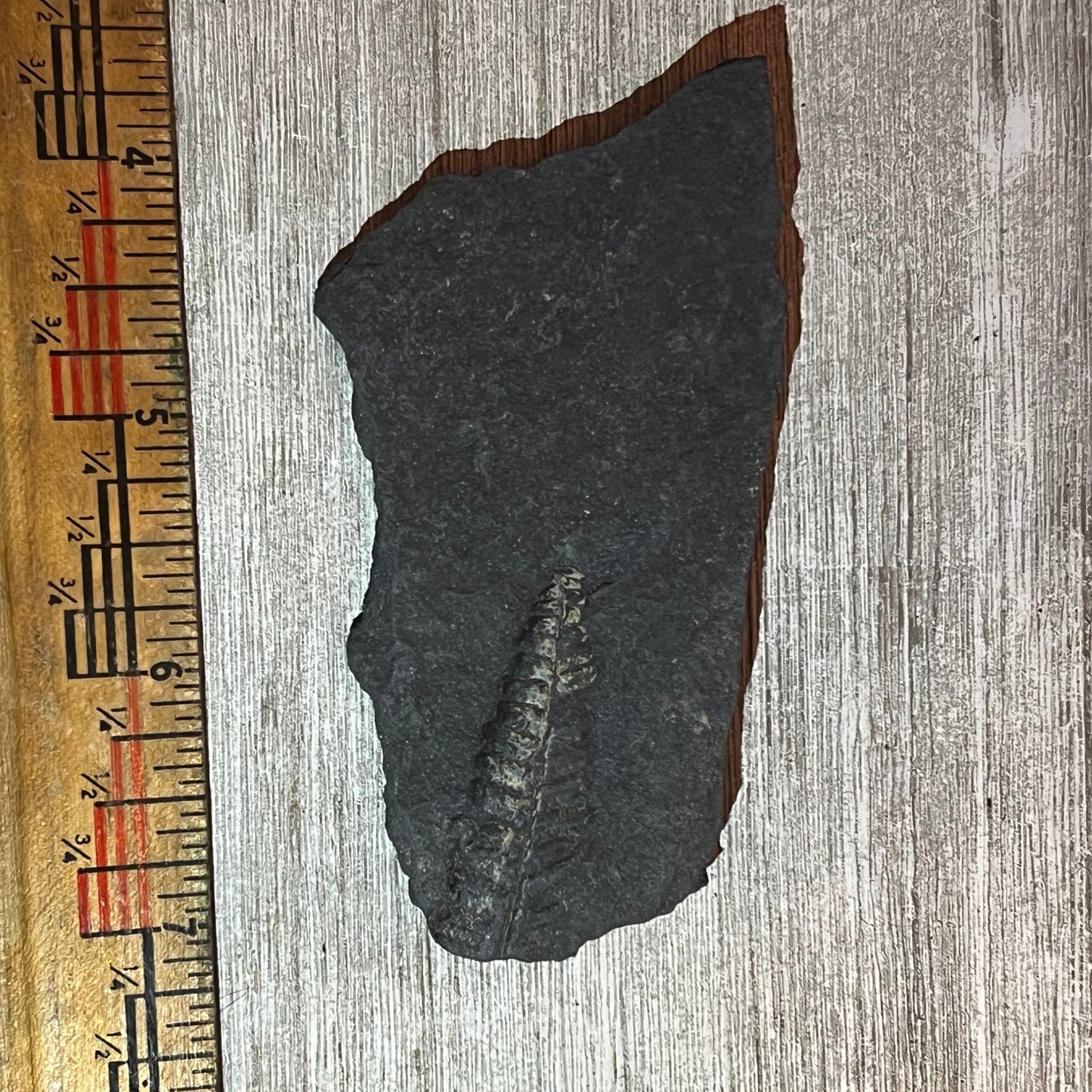 Pennsylvanian Fern fossil #9-011