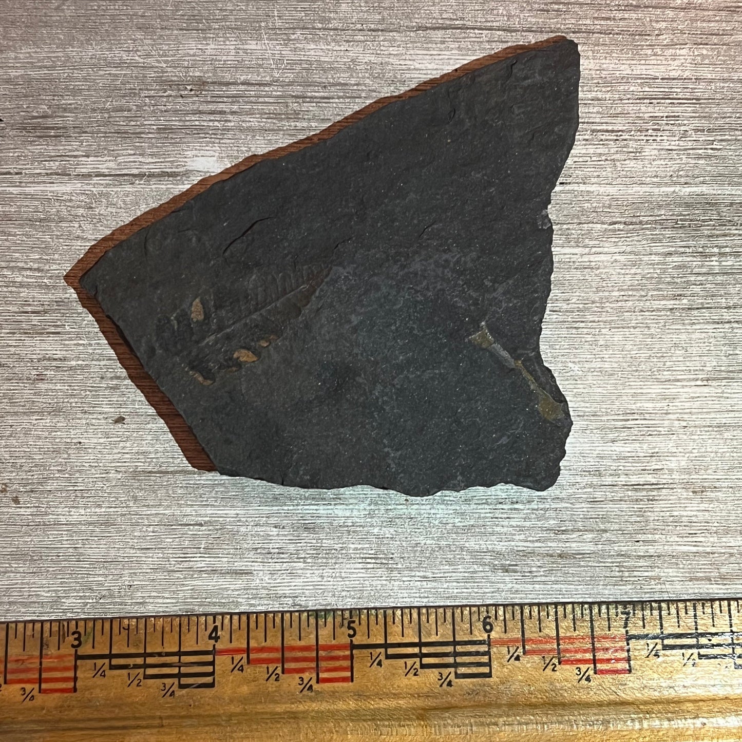 Pennsylvanian Fern fossil #9-013