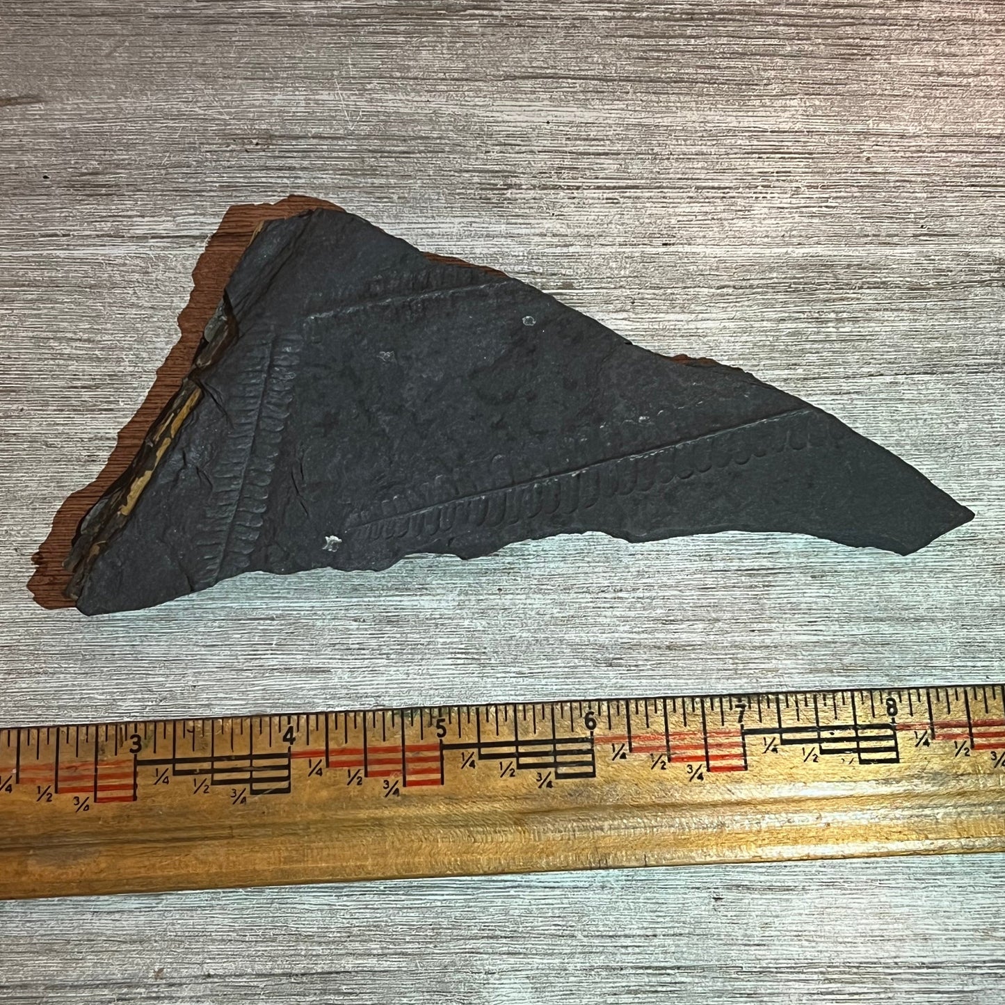 Pennsylvanian Fern fossil #9-014